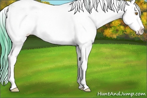 Horse Color:Watercolor Sable Champagne Ice Sabino 