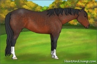 Horse Color:Brown 