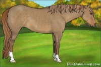 Horse Color:Liver Red Dun 