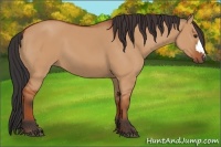 Horse Color:Bay Dun