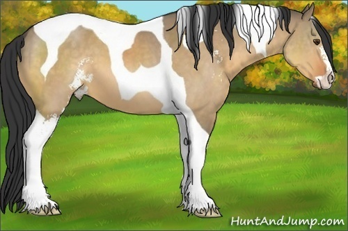 Horse Color:Buckskin Dun Sabino Tobiano 