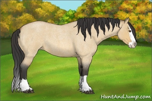 Horse Color:Buckskin Roan Dun Splash 