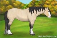 Horse Color:Buckskin Roan Dun Splash 