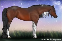 Horse Color:Bay Tobiano 