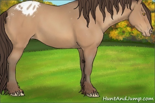 Horse Color:Amber Champagne Appaloosa 