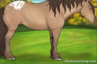 Horse Color:Amber Champagne Appaloosa
