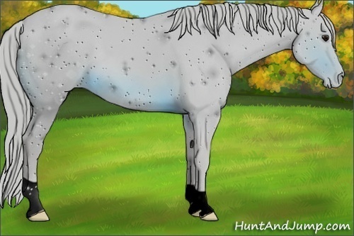 Horse Color:ERROR: UNKNOWN ANOMALY