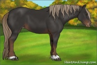 Horse Color:Liver Chestnut Appaloosa 