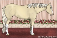 Horse Color:Gold Cream Champagne Mushroom 