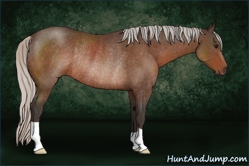 Horse Color:Silver Brown Rabicano 