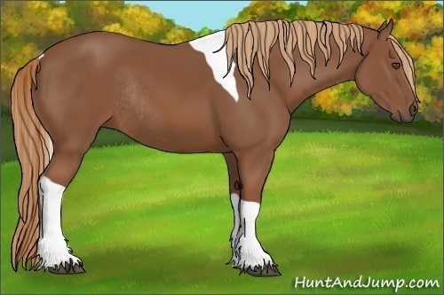 Horse Color:Chestnut Tobiano Rabicano