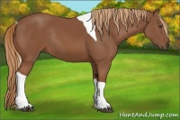 Horse Color:Chestnut Tobiano Rabicano 