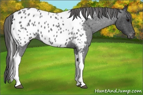 Horse Color:Blue Roan Tobiano Frame Appaloosa