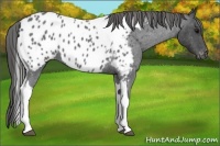 Horse Color:Blue Roan Tobiano Frame Near Leopard 