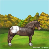 Horse Color:Liver Chestnut Appaloosa 
