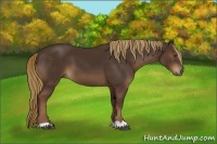 Horse Color:Liver Chestnut 