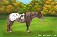 Horse Color:Liver Chestnut Appaloosa