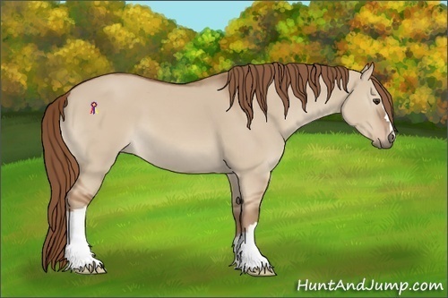Horse Color:Red Dun