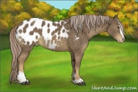 Horse Color:Chocolate Palomino Sabino Appaloosa