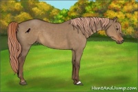 Horse Color:Liver Red Dun 