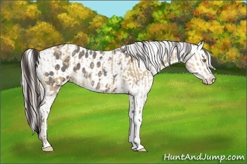 Horse Color:Sable Champagne Dun  and Silver Blue Roan Appaloosa 
