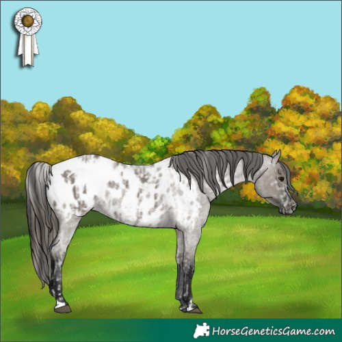 Horse Color:Grullo Tobiano Appaloosa  and Gray Grullo Roan Appaloosa Rabicano 