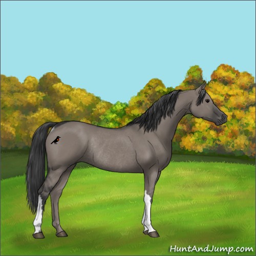 Horse Color:Grullo Rabicano 