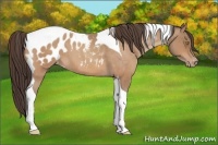 Horse Color:Sable Champagne Roan Tobiano Appaloosa 