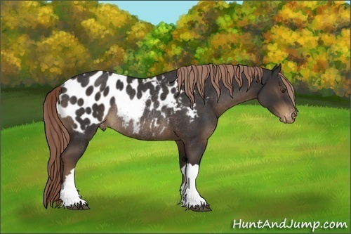 Horse Color:Liver Chestnut Appaloosa Rabicano