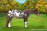 Horse Color:Liver Chestnut Near Leopard Rabicano 