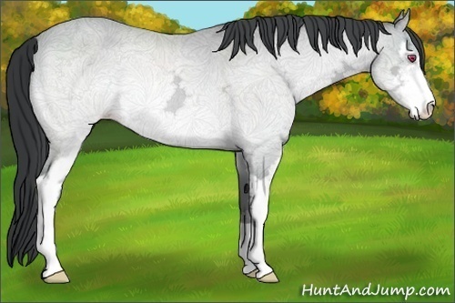 Horse Color:Sable Champagne Chinchilla Ice Sabino Rabicano