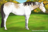 Horse Color:White Spotted Sable Champagne Dun