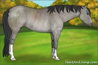 Horse Color:Grullo Rabicano 