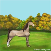 Horse Color:Sable Champagne Appaloosa 