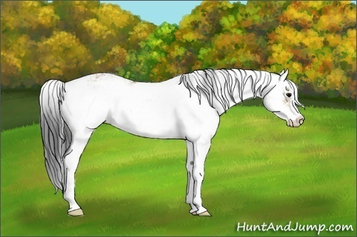 Horse Color:Brown Dun Sabino
