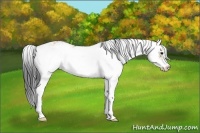 Horse Color:Brown Dun Sabino 