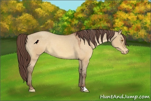 Horse Color:Sable Champagne Dun Varnish
