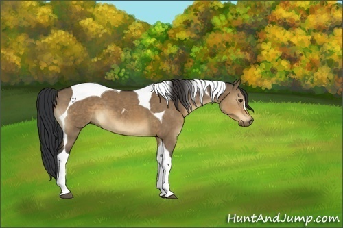 Horse Color:Brown Dun Tobiano