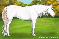 Horse Color:Buckskin Roan Frame Leopard 
