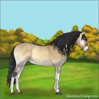 Horse Color:Bay Onyx Rabicano Brindle 