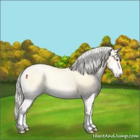 Horse Color:Silver Buckskin Chinchilla Pearl Onyx Rabicano Brindle