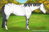 Horse Color:Brown Chinchilla Onyx Near Leopard Brindle 
