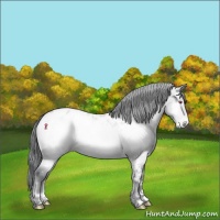 Horse Color:Sable Champagne Chinchilla Onyx Sabino Appaloosa Brindle 