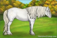 Horse Color:Buckskin Chinchilla Pearl Onyx Appaloosa Brindle 