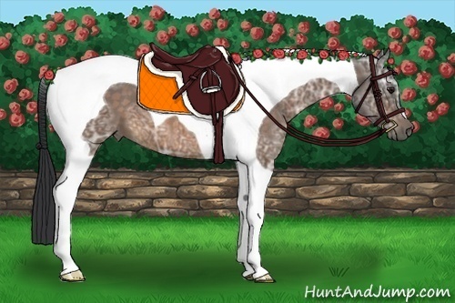 Horse Color:Buckskin Ice Tobiano 