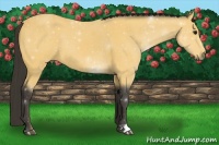 Horse Color:Buckskin 