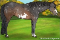 Horse Color:Brown Frame Rabicano 