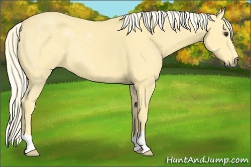 Horse Color:Palomino 