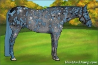 Horse Color:ERROR: UNKNOWN ANOMALY