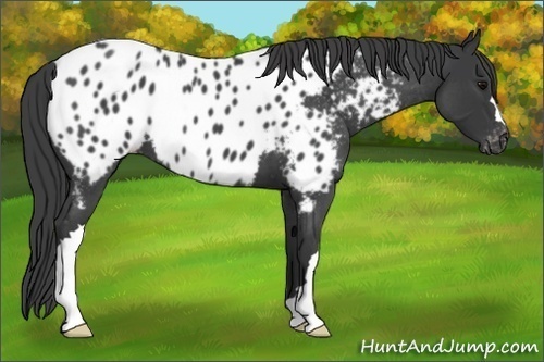 Horse Color:Blue Roan Appaloosa 